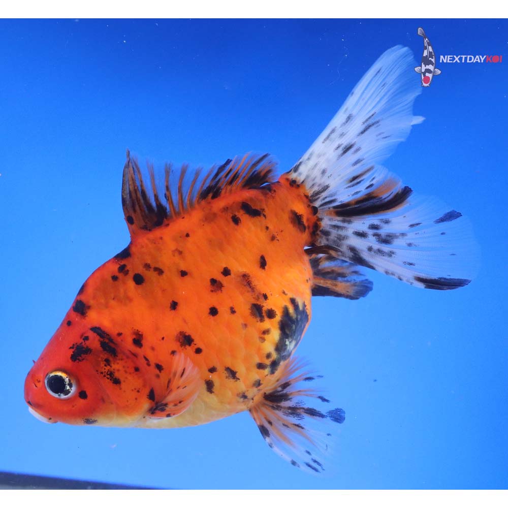 6” Imported Calico Ryukin