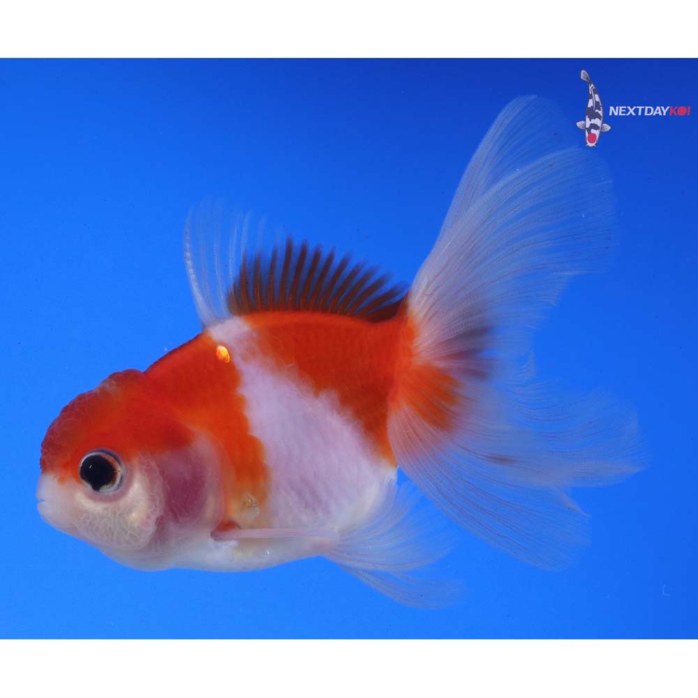 4” Imported Red and White Oranda