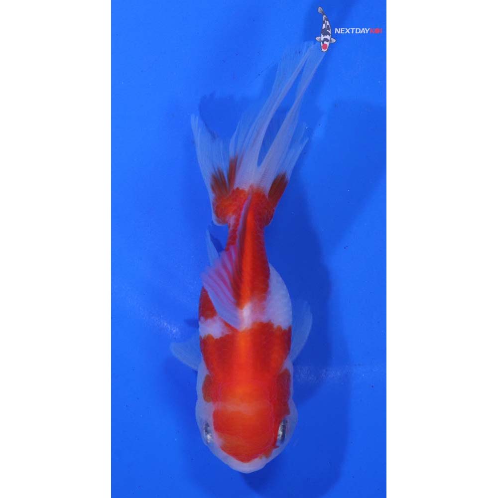 4” Imported Red and White Oranda