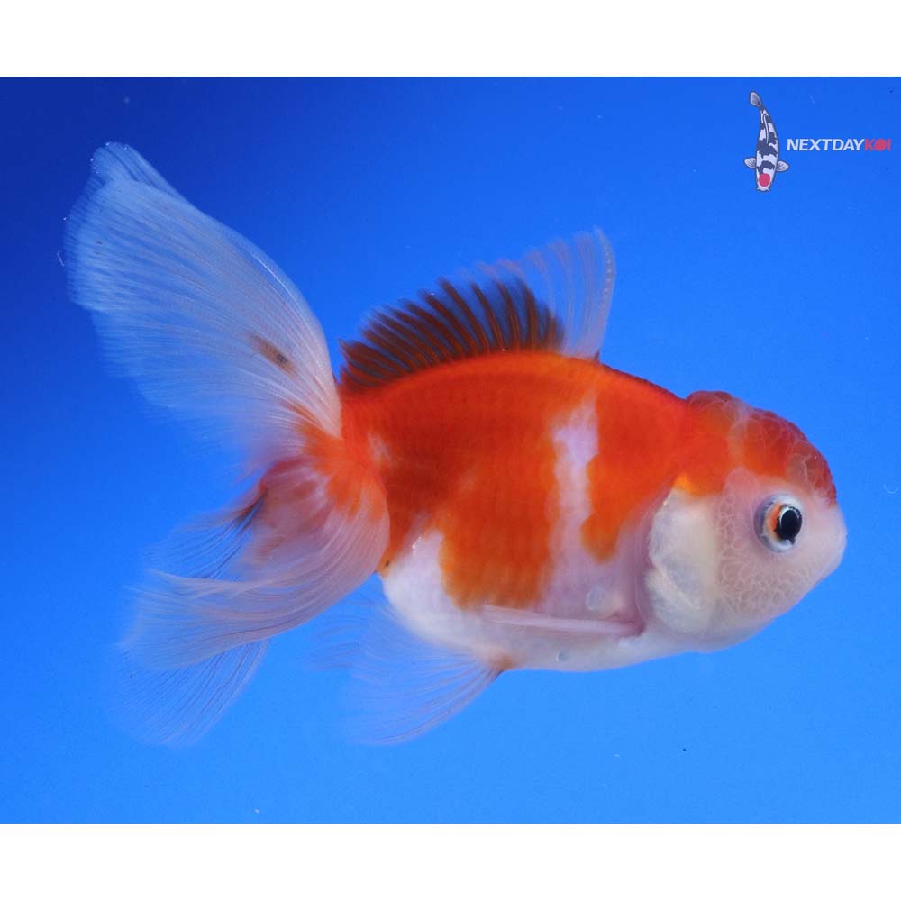 4” Imported Red and White Oranda