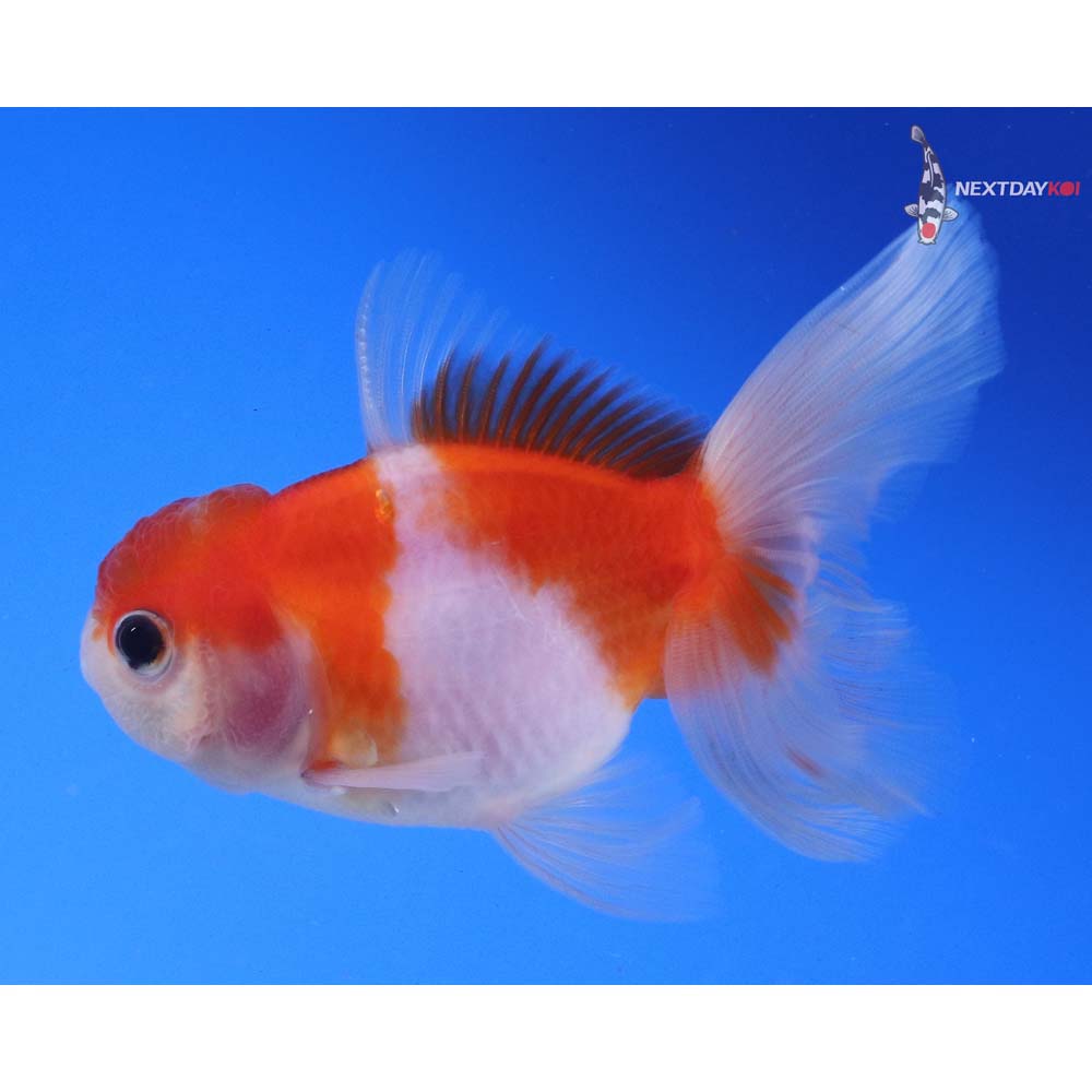 4” Imported Red and White Oranda
