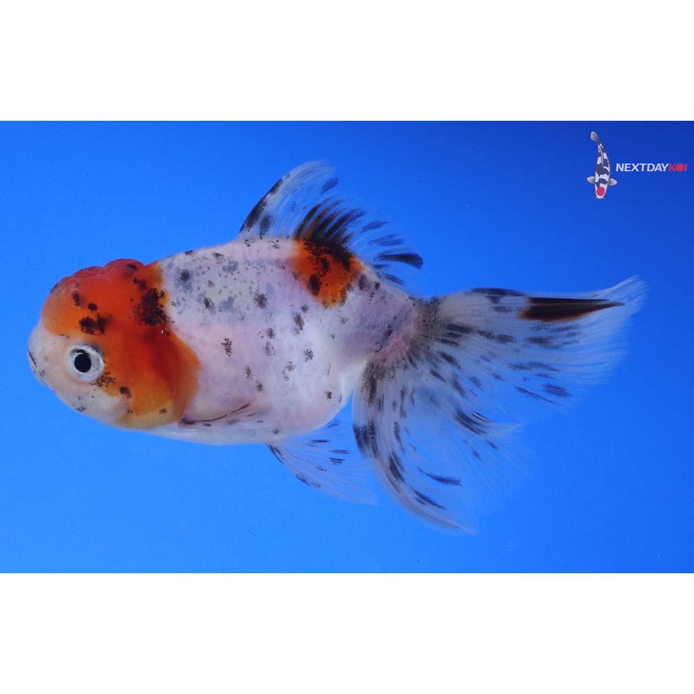 4” Imported Calico Oranda