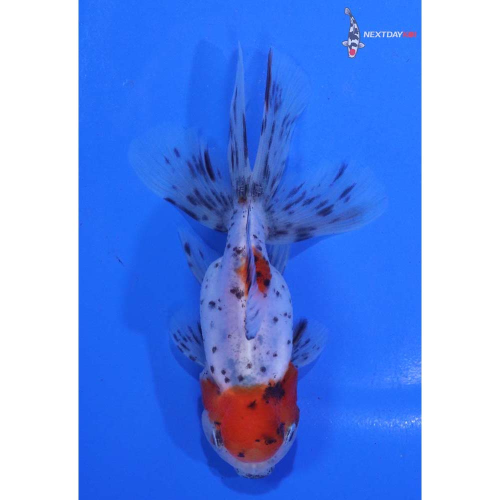 4” Imported Calico Oranda