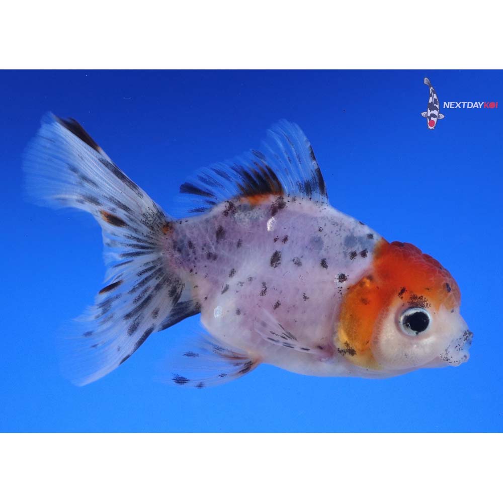 4” Imported Calico Oranda