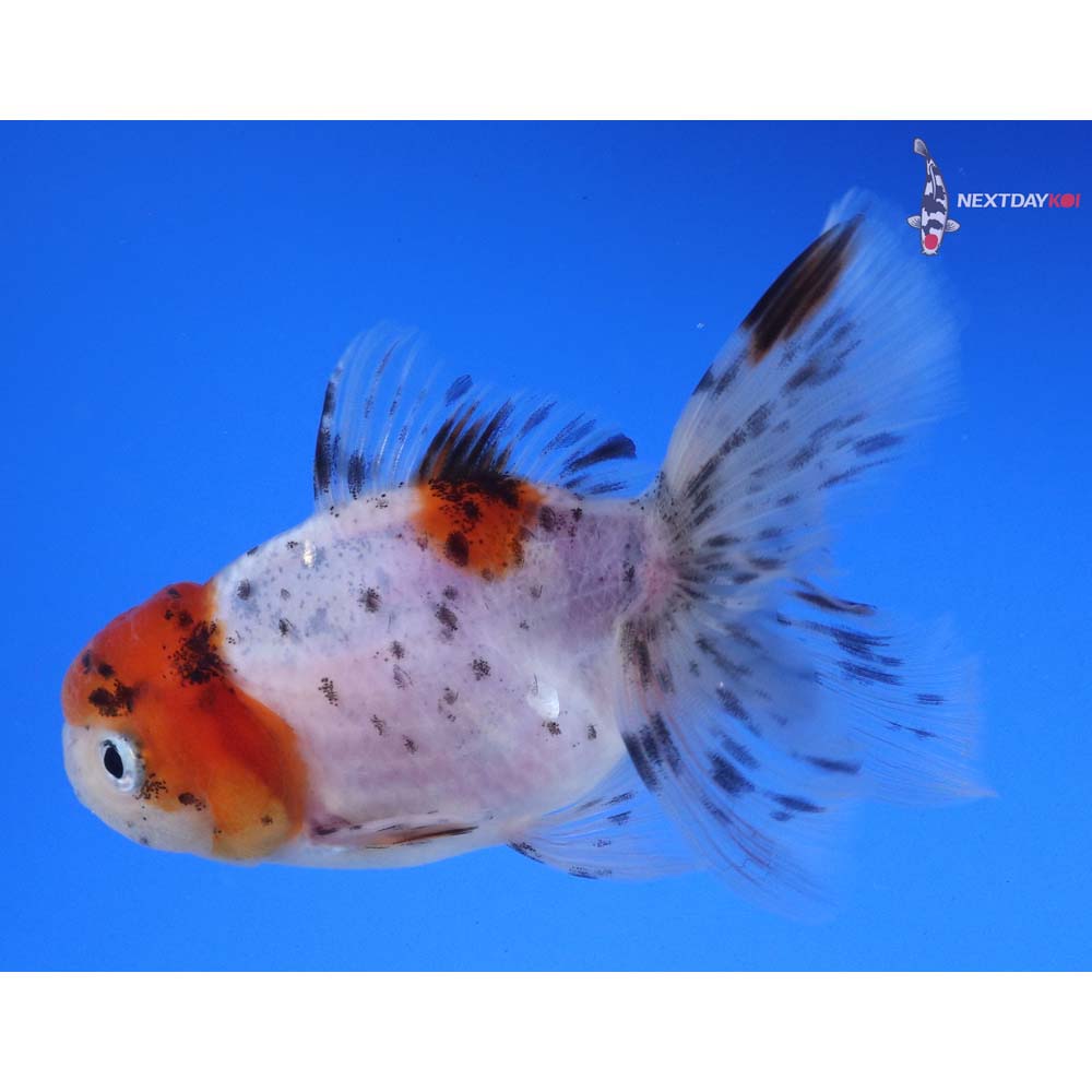 4” Imported Calico Oranda