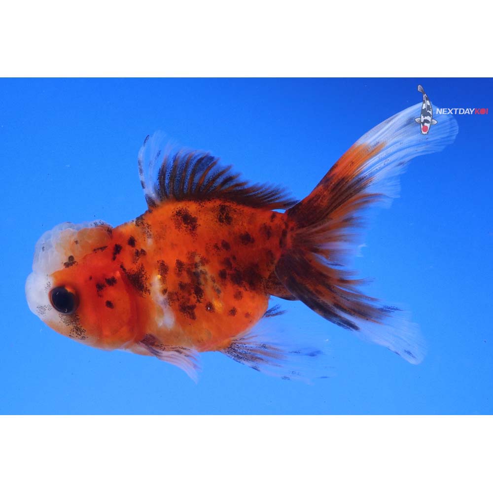 4” Imported Calico Oranda