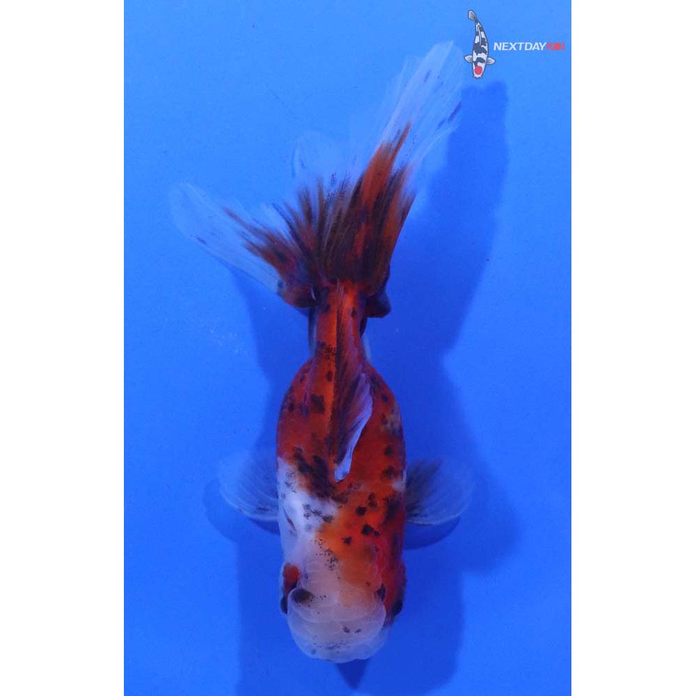 4” Imported Calico Oranda