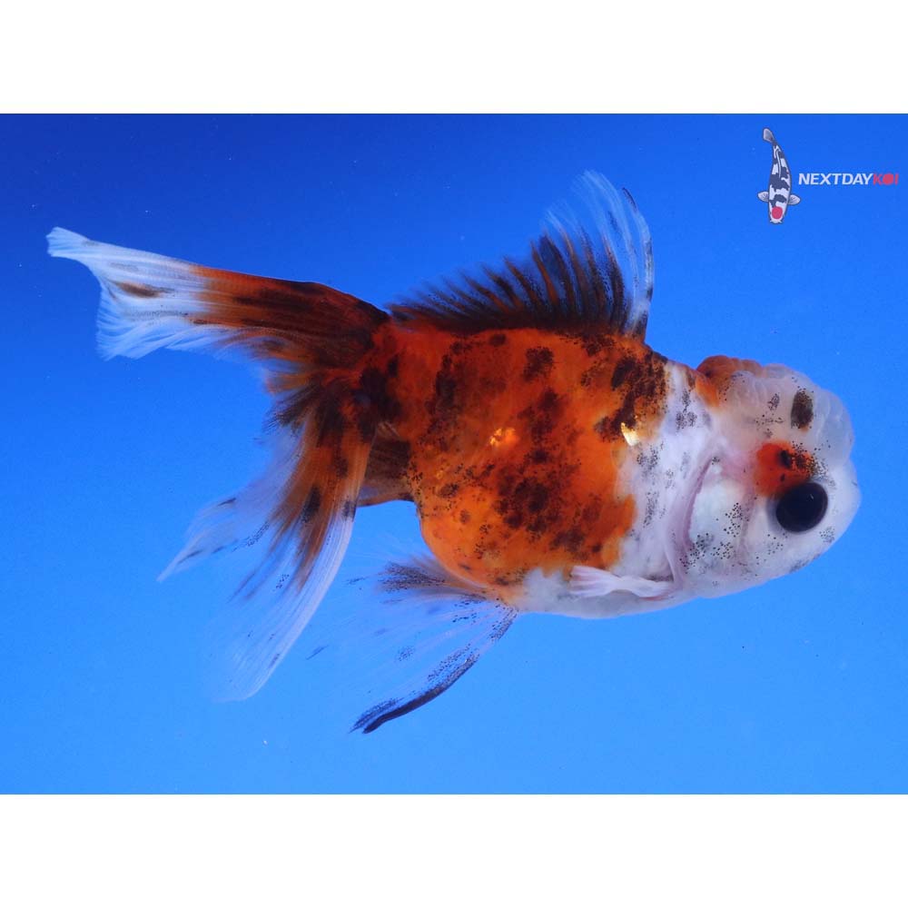 4” Imported Calico Oranda