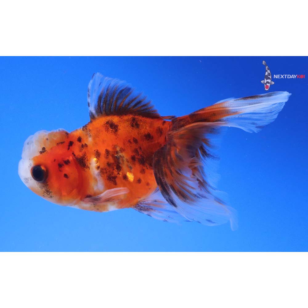 4” Imported Calico Oranda