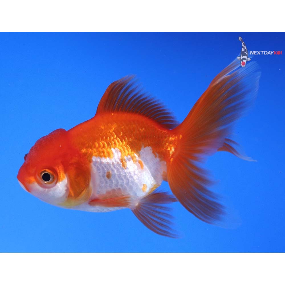 4” Imported Red and White Oranda