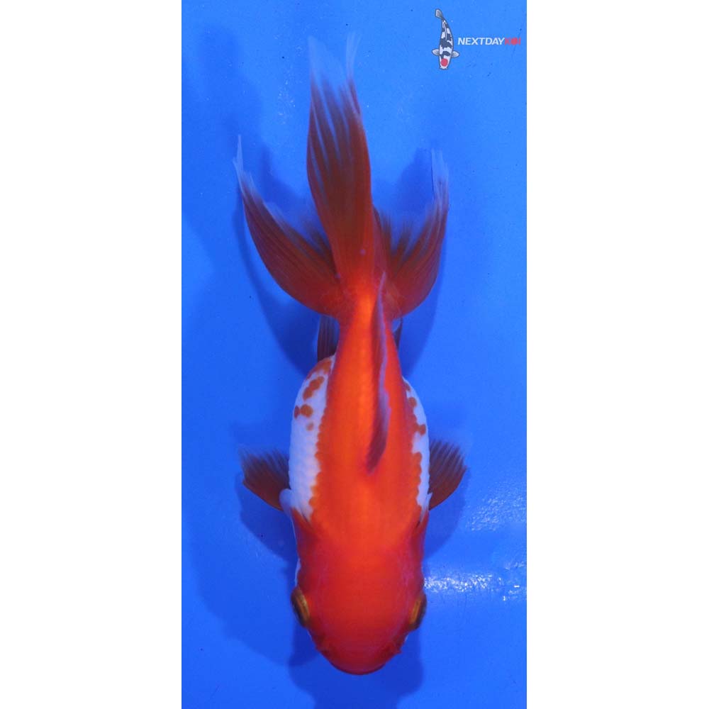 4” Imported Red and White Oranda