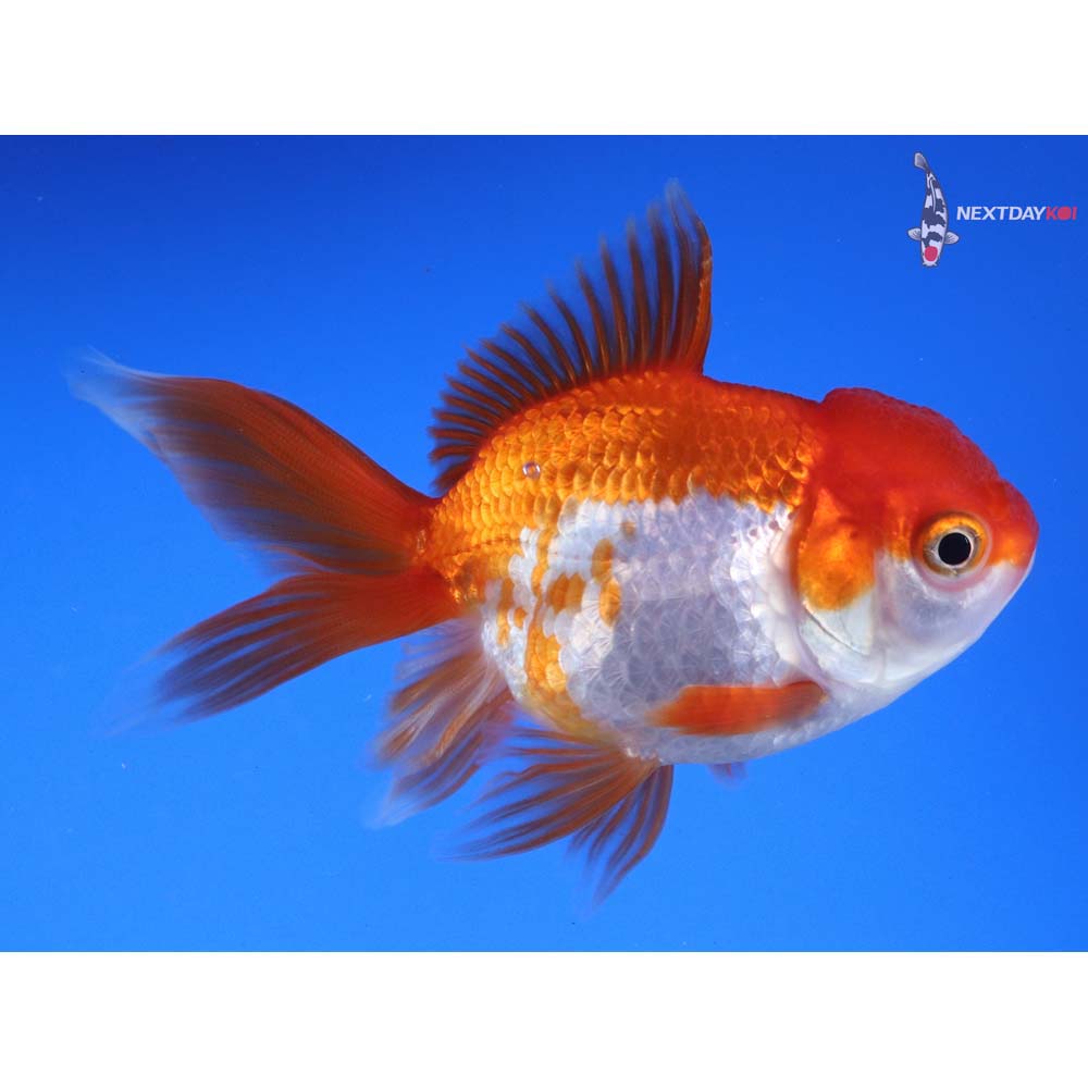4” Imported Red and White Oranda