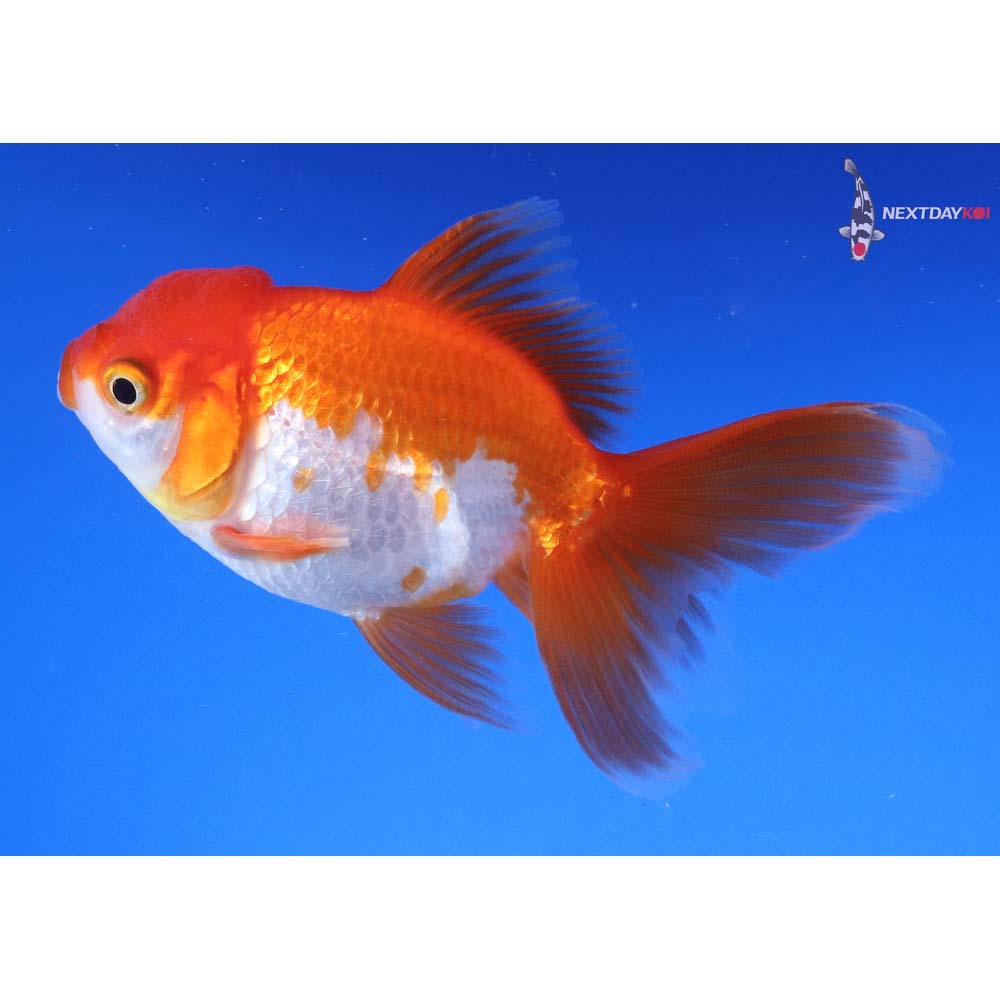 4” Imported Red and White Oranda