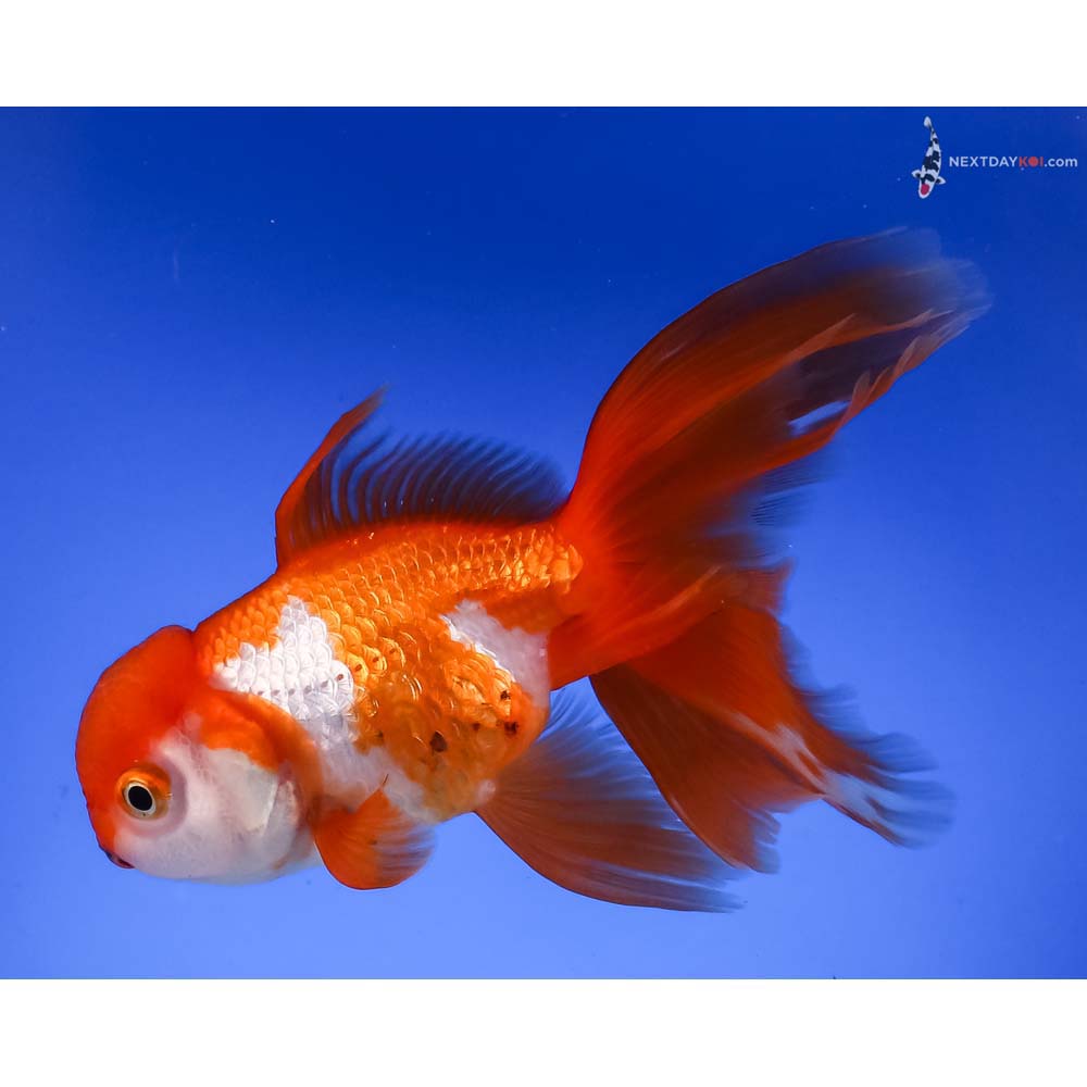 5” Imported Tri Color Oranda
