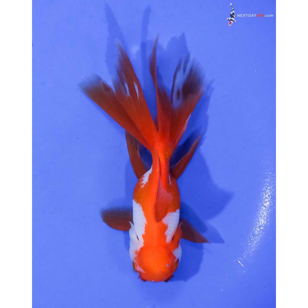 5” Imported Tri Color Oranda