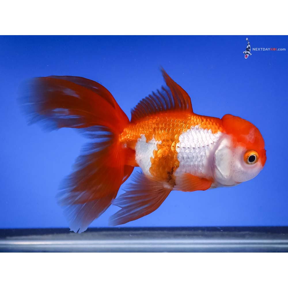 5” Imported Tri Color Oranda