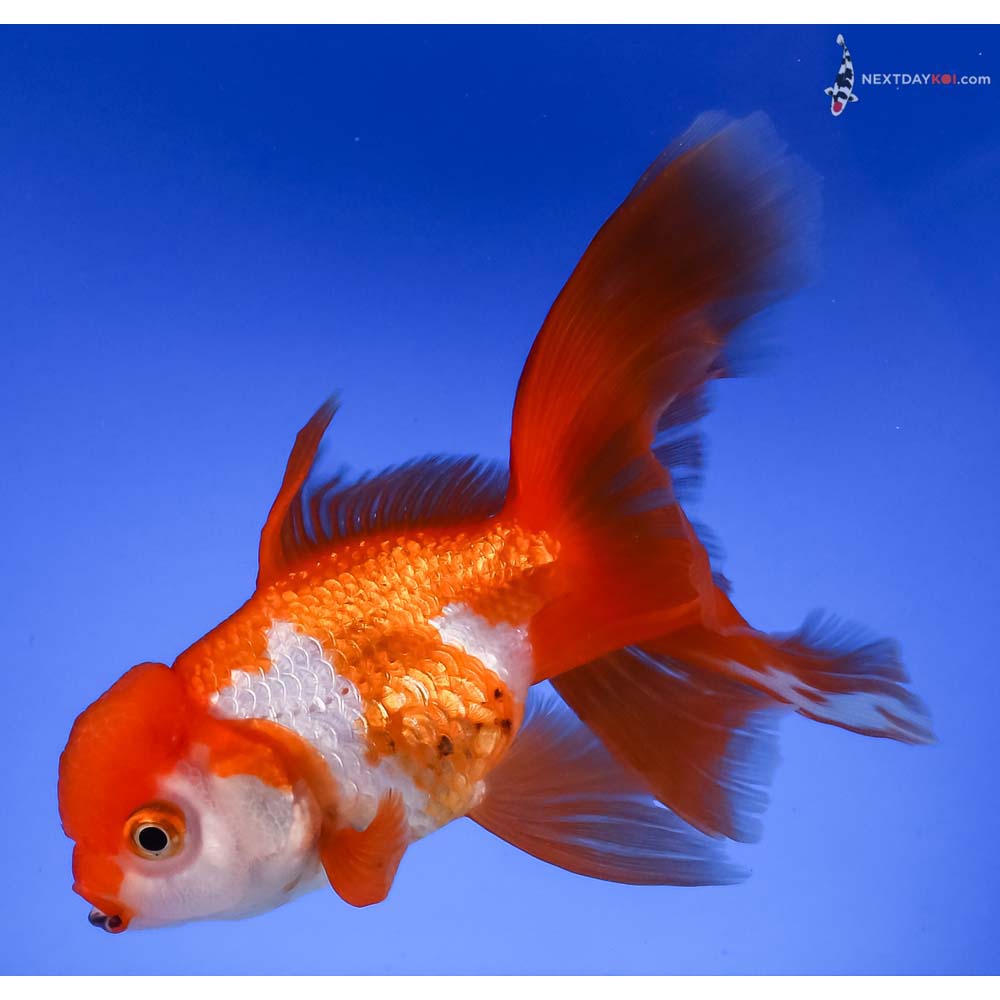 5” Imported Tri Color Oranda