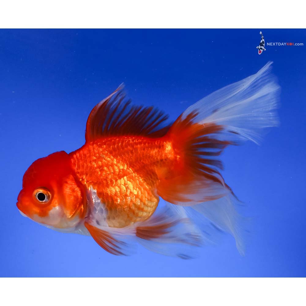 5” Imported Red and White Oranda