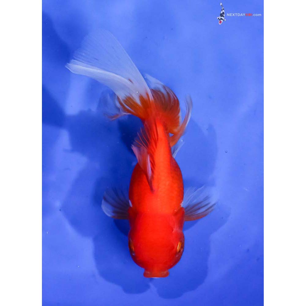 5” Imported Red and White Oranda