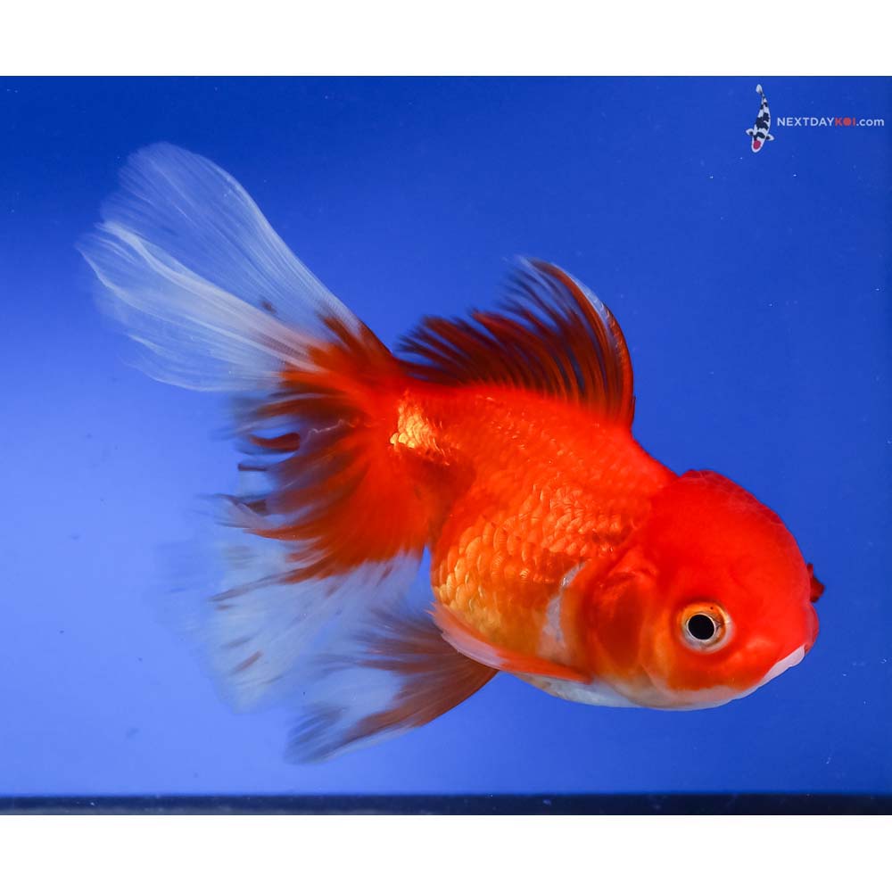 5” Imported Red and White Oranda