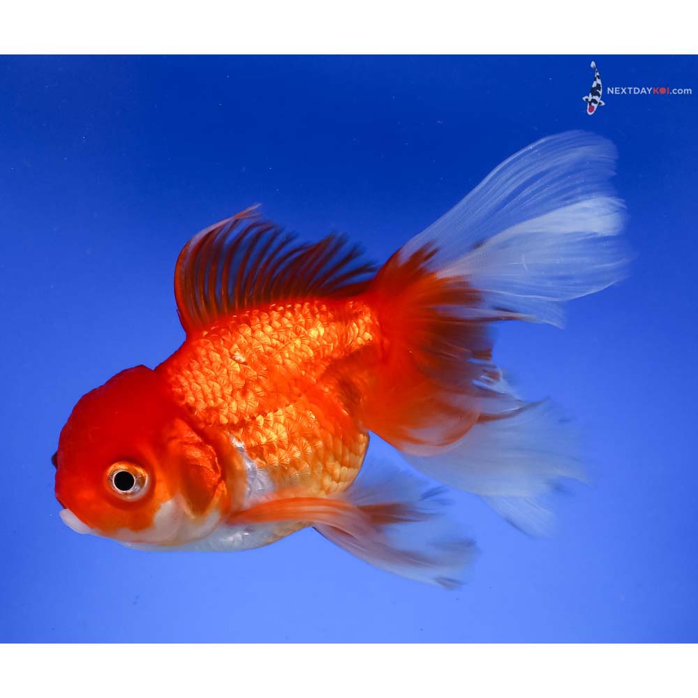 5” Imported Red and White Oranda