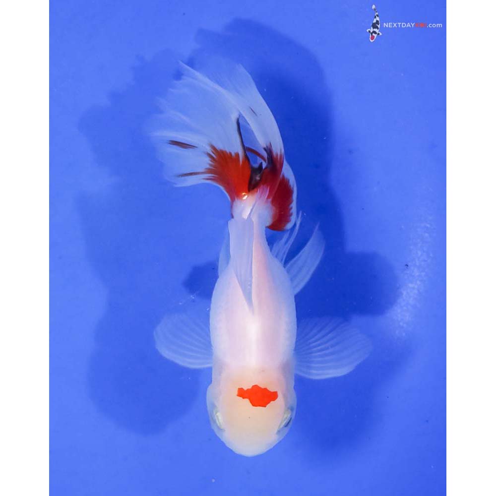 4.5” Imported Red and White Oranda