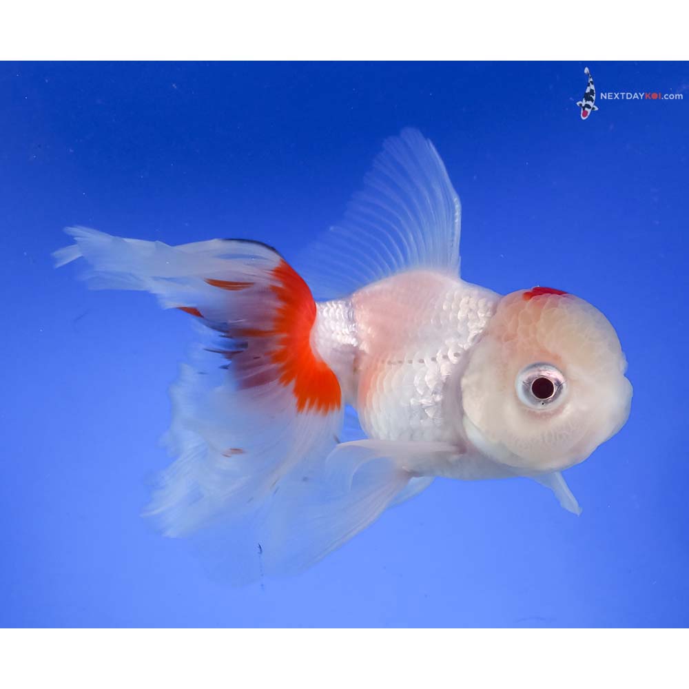 4.5” Imported Red and White Oranda