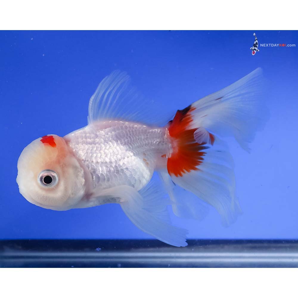 4.5” Imported Red and White Oranda
