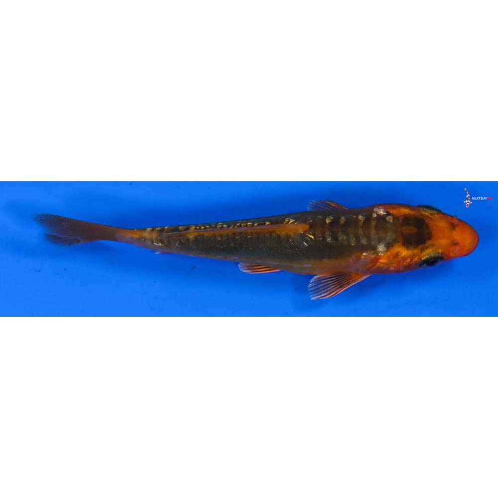3.5” Imported Gin Rin Hana Shusui