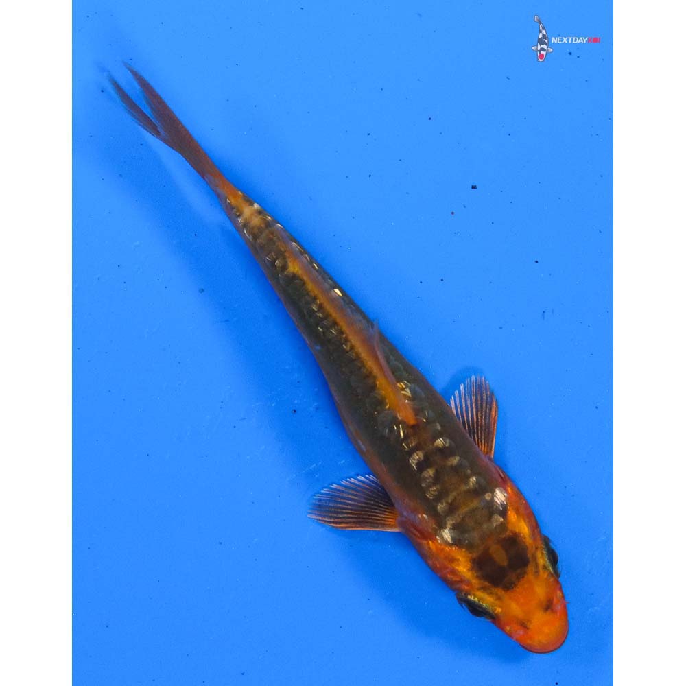 3.5” Imported Gin Rin Hana Shusui