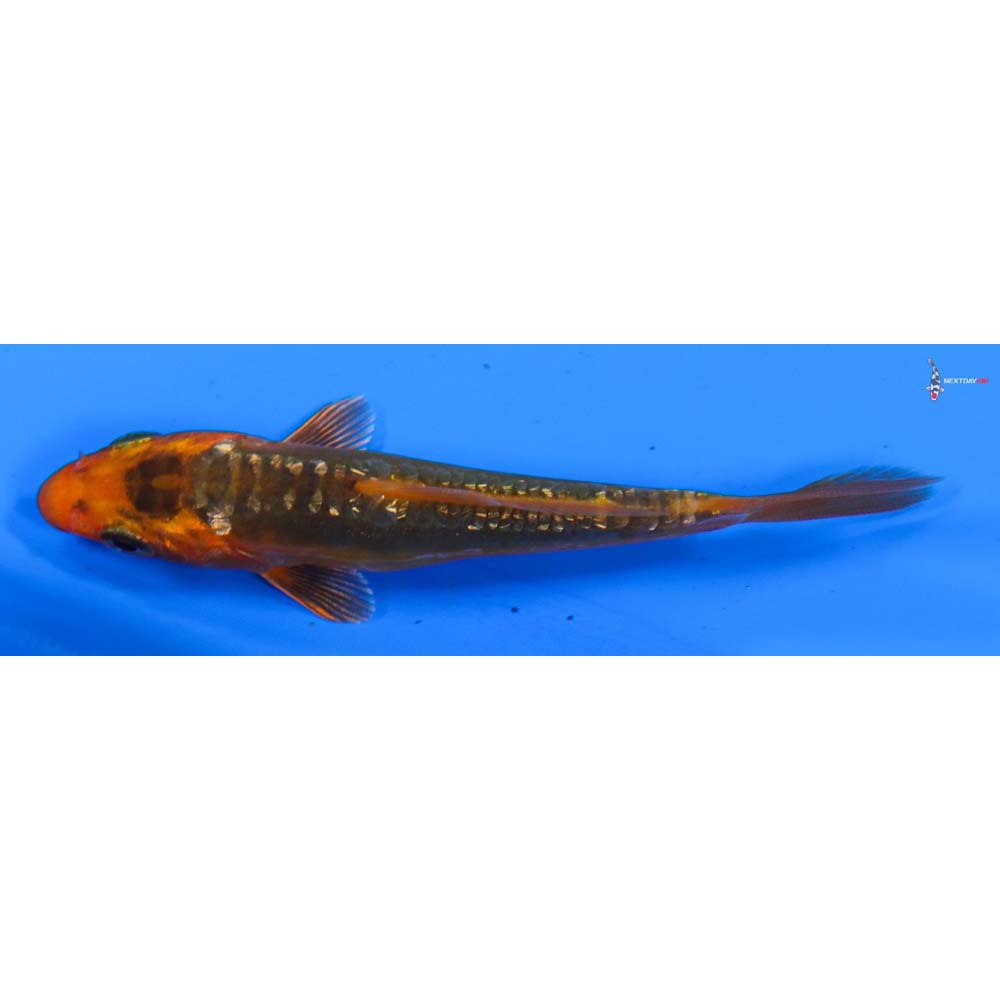 3.5” Imported Gin Rin Hana Shusui