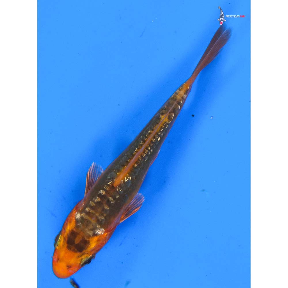 3.5” Imported Gin Rin Hana Shusui