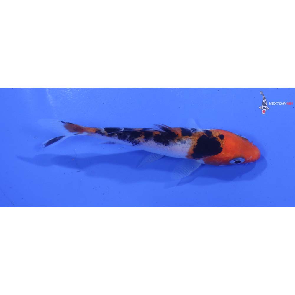 3.5” Imported Sanke