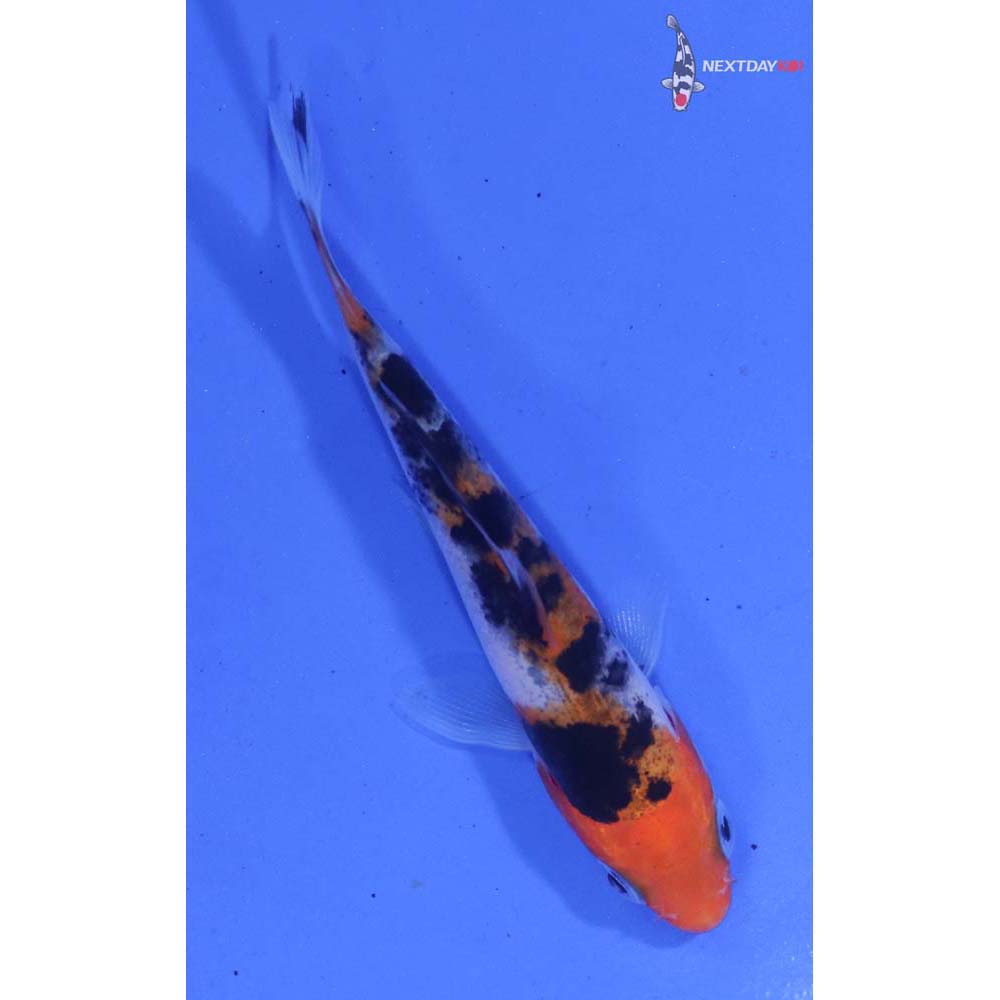 3.5” Imported Sanke