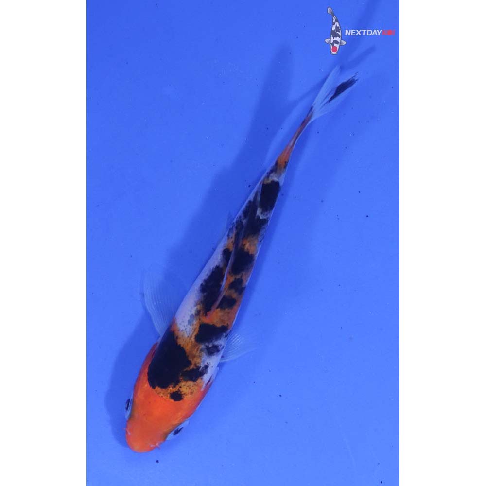 3.5” Imported Sanke