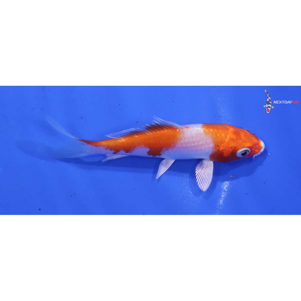 3.5” Imported Hariwake