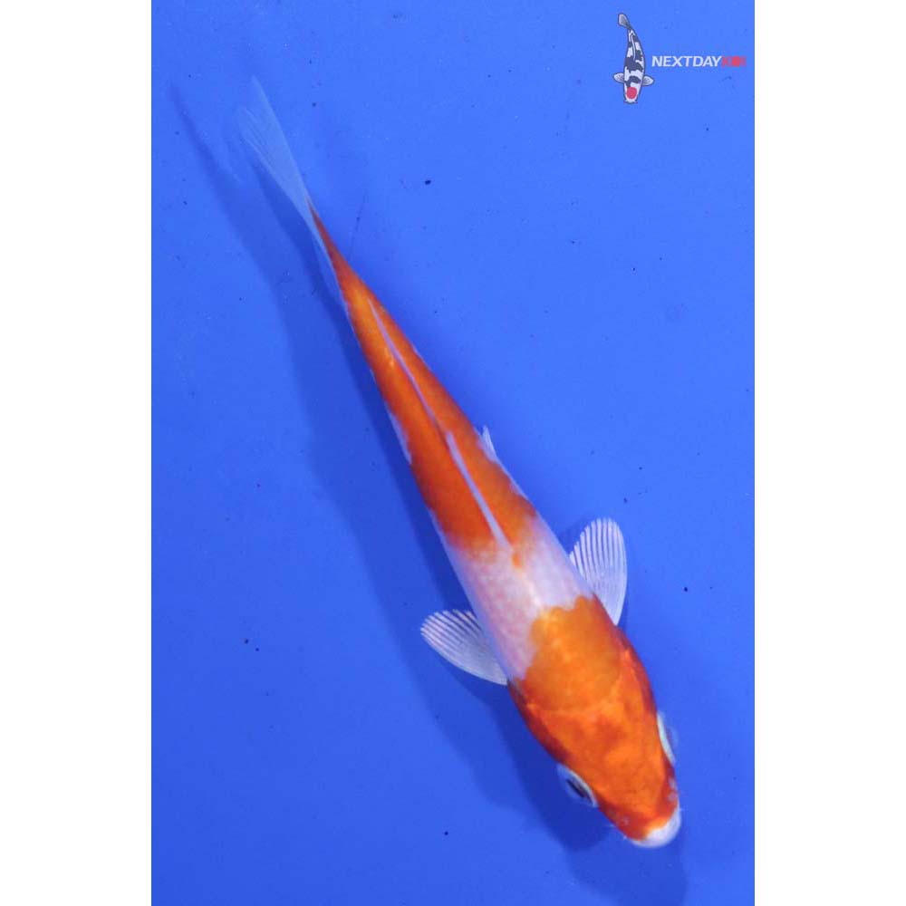3.5” Imported Hariwake