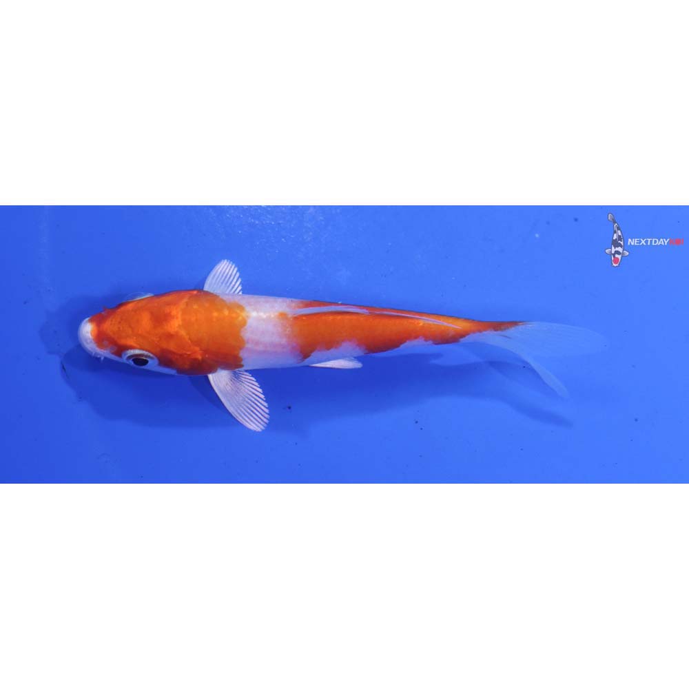 3.5” Imported Hariwake