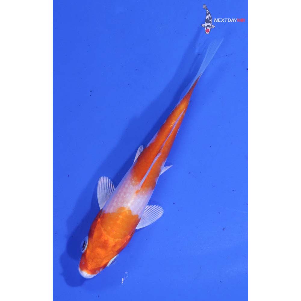 3.5” Imported Hariwake