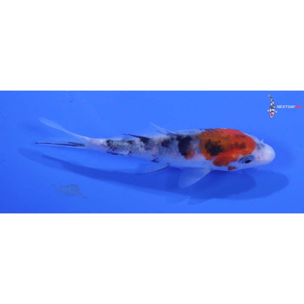 3.5” Imported Sanke
