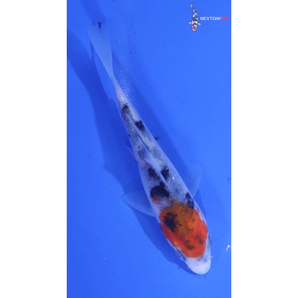3.5” Imported Sanke