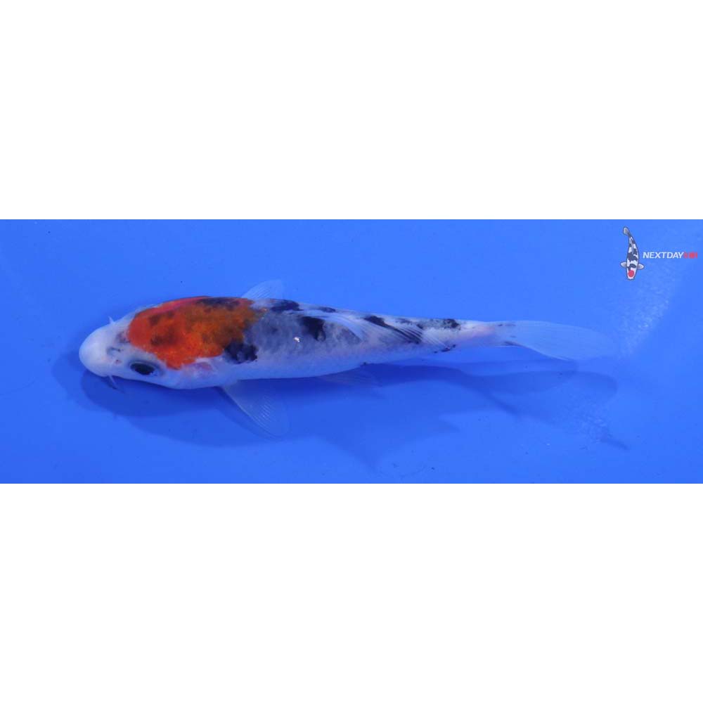 3.5” Imported Sanke