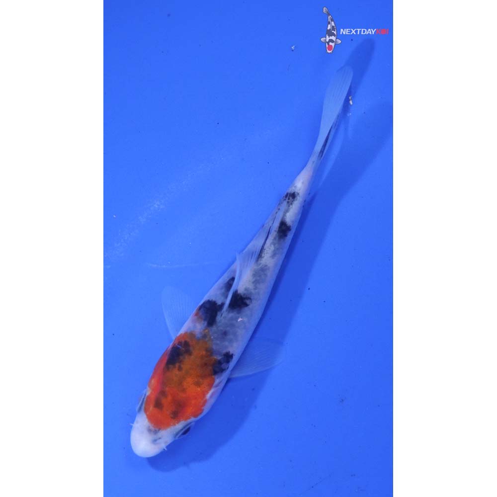 3.5” Imported Sanke