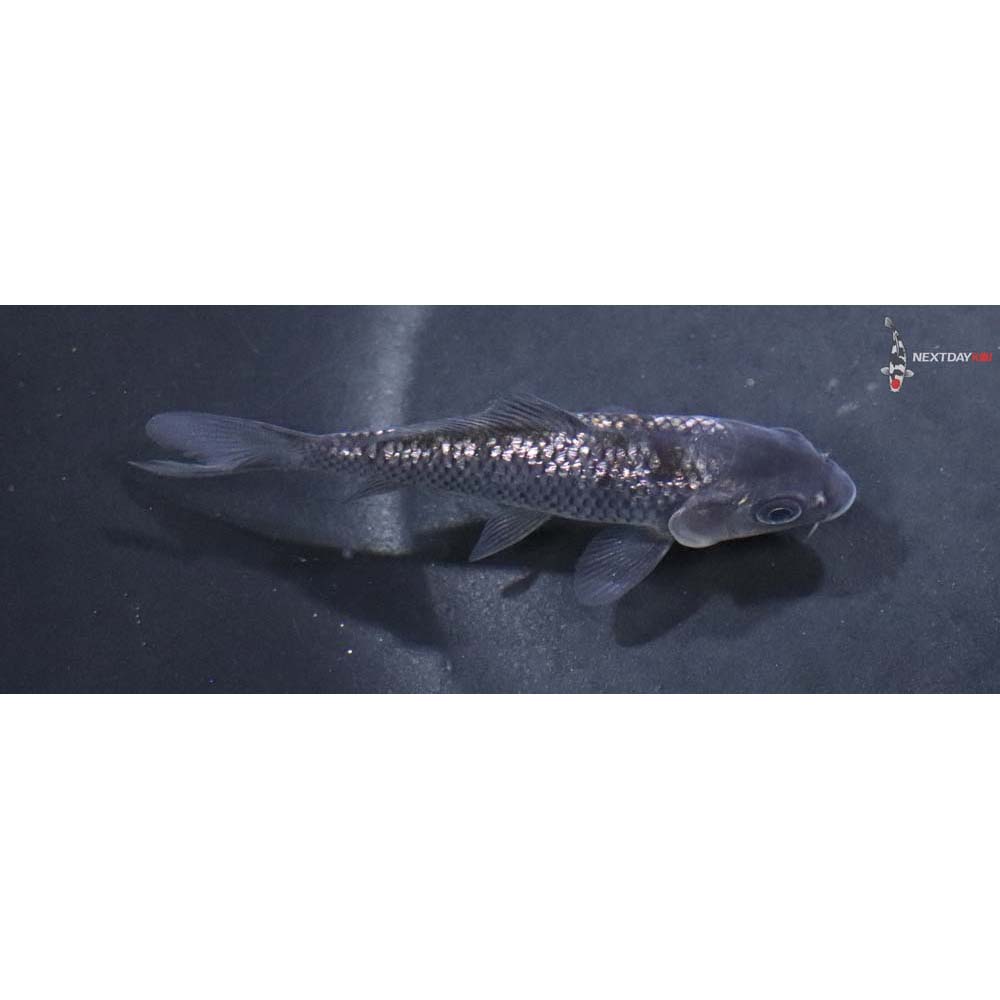 3.5” Gin Rin Imported Soragoi