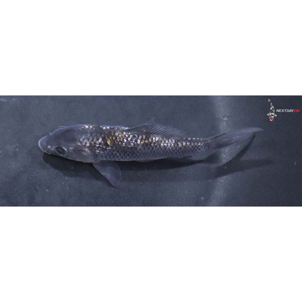 3.5” Gin Rin Imported Soragoi