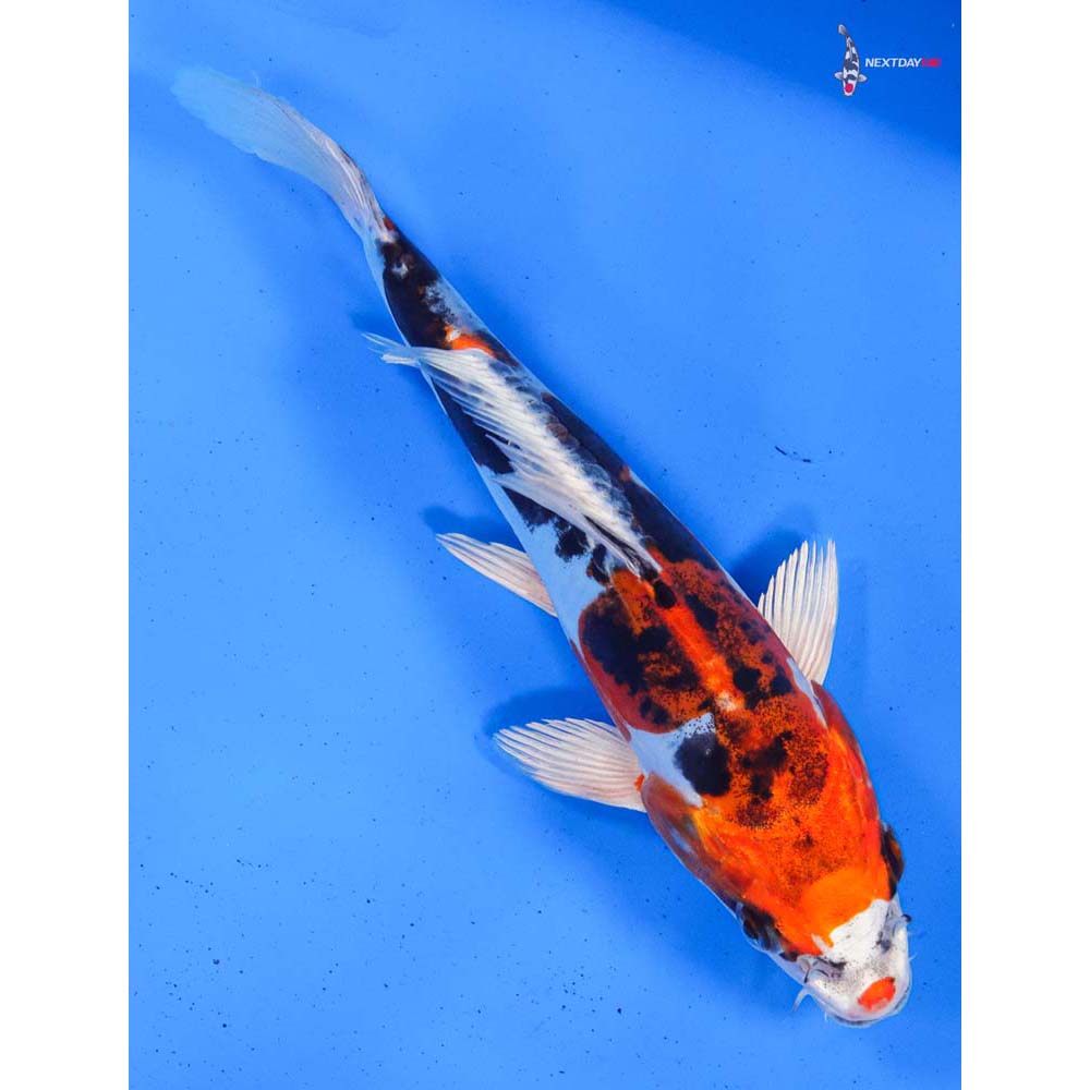 8” Imported Heisei Nishiki