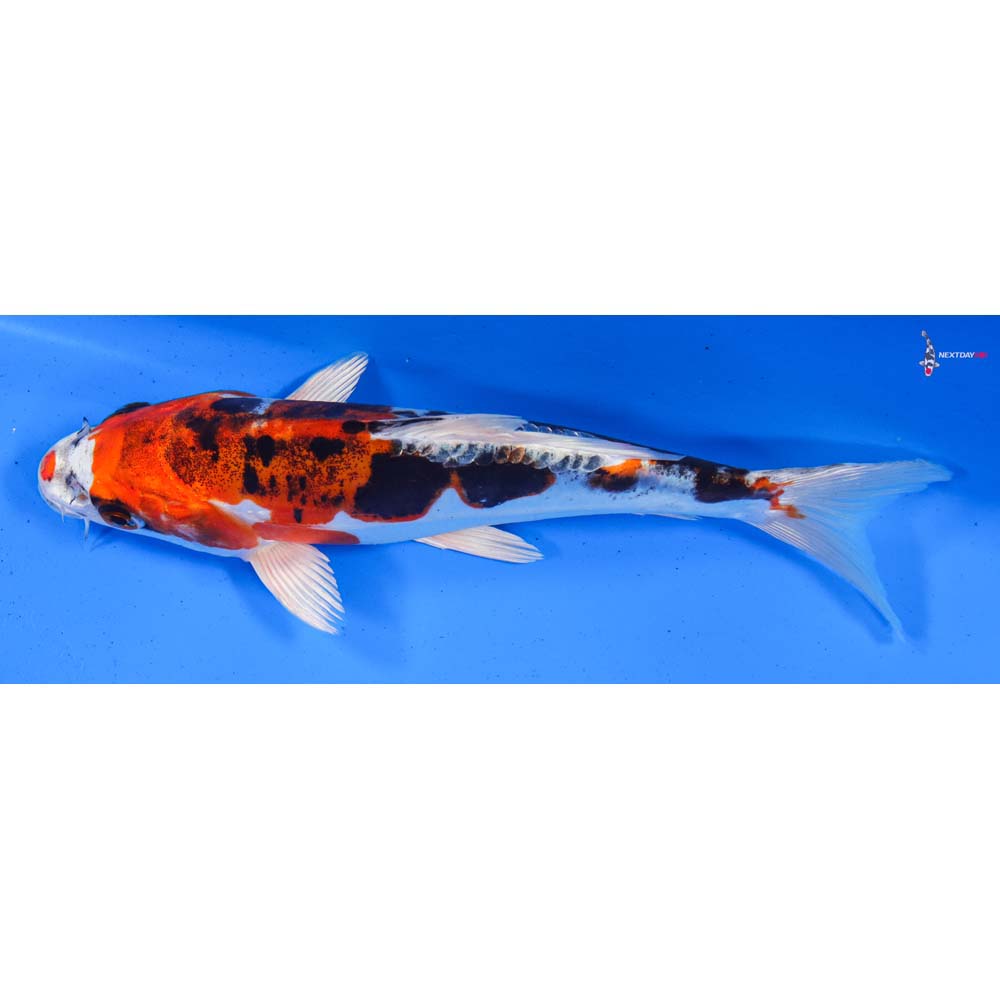 8” Imported Heisei Nishiki