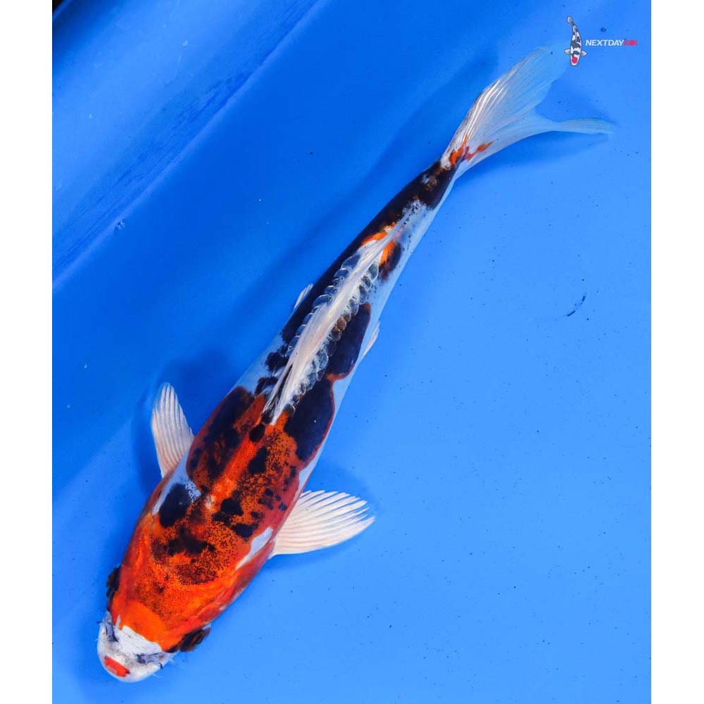 8” Imported Heisei Nishiki