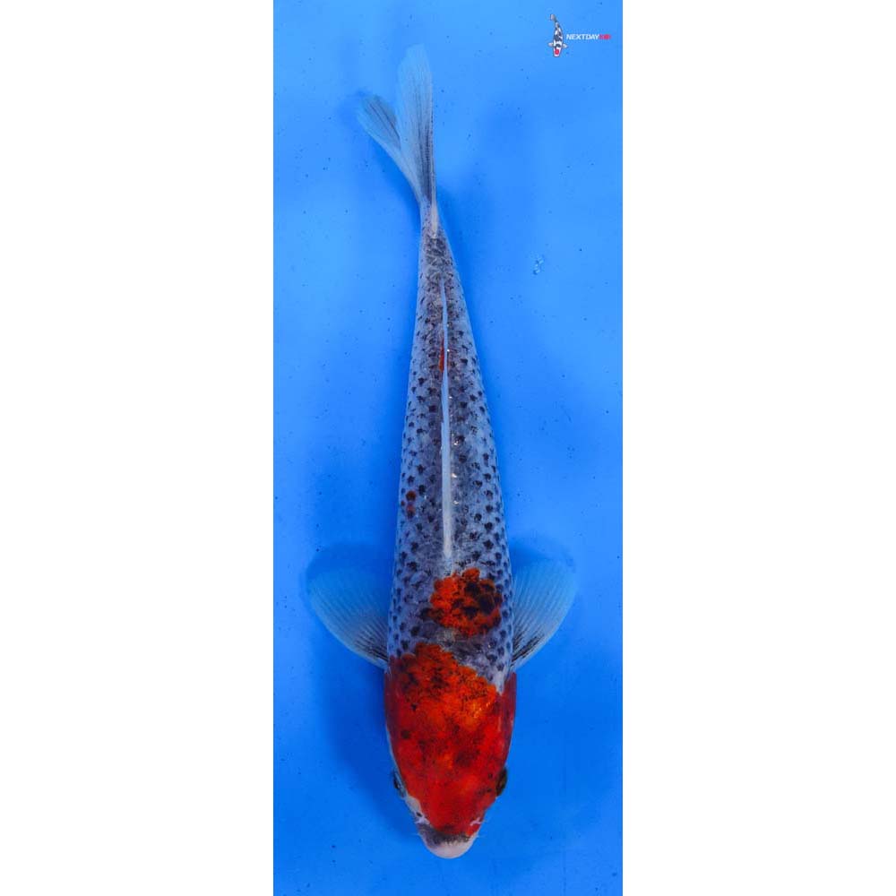 8.5” Imported Goshiki