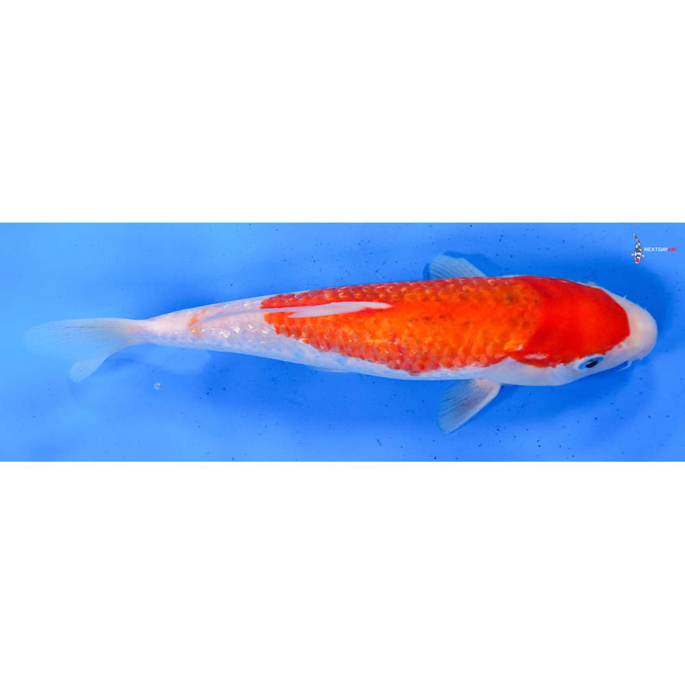 9” Imported Gin Rin Kohaku